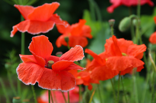 1227777 (a): :2500x1651